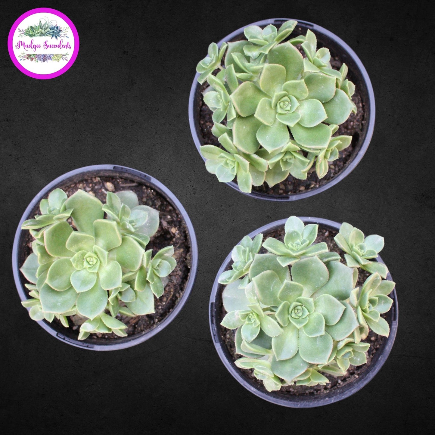 Succulent Plants - Aeonium haworthii - Mudgee Succulents Online Shop