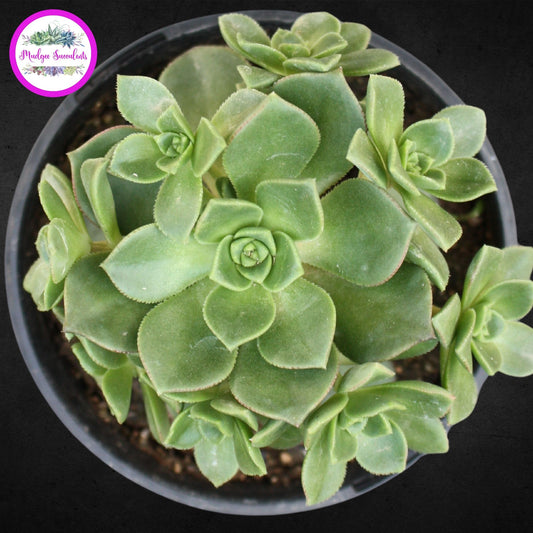 Succulent Plant - Aeonium haworthii - Mudgee Succulents Online Shop