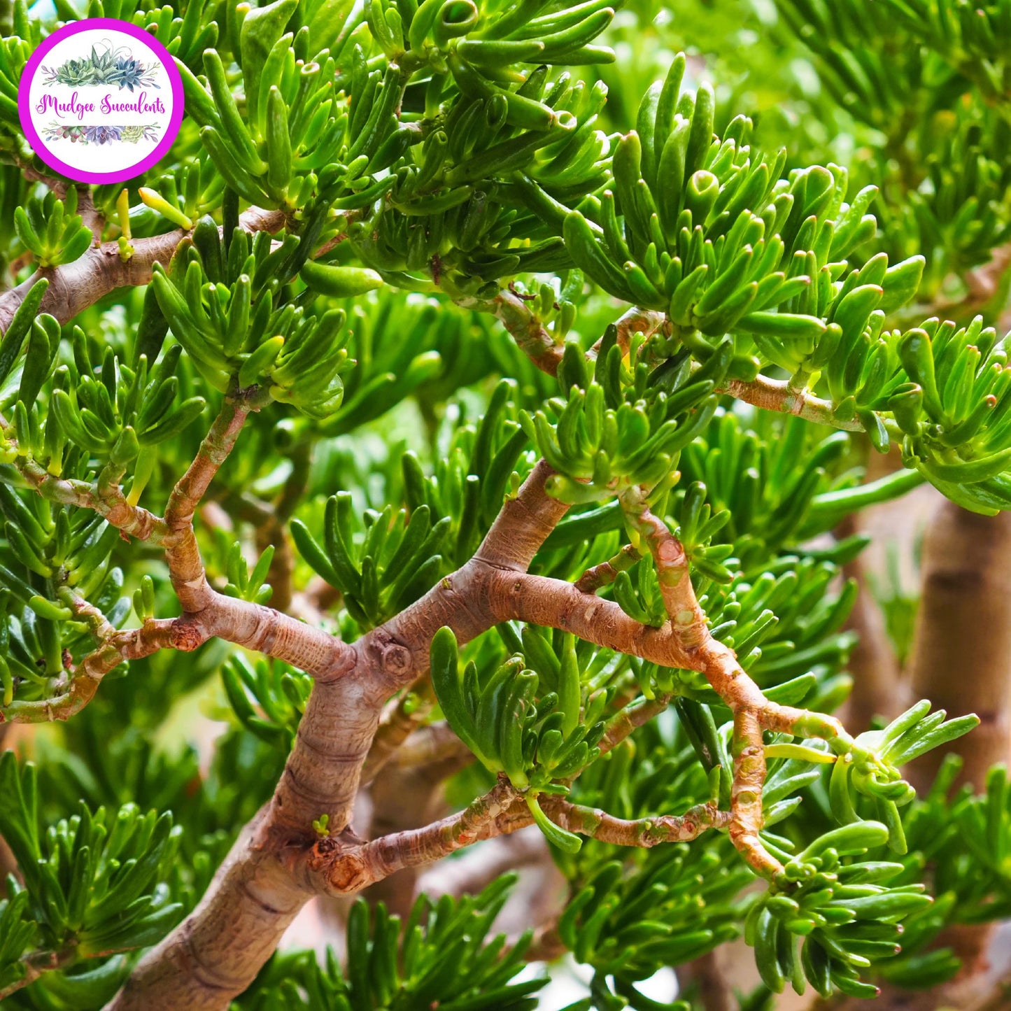 Mature Crassula ovata ‘Gollum’ jade plant showcasing thick woody stems and vibrant green tubular foliage. Mudgee Succulents Online Succulent Shop