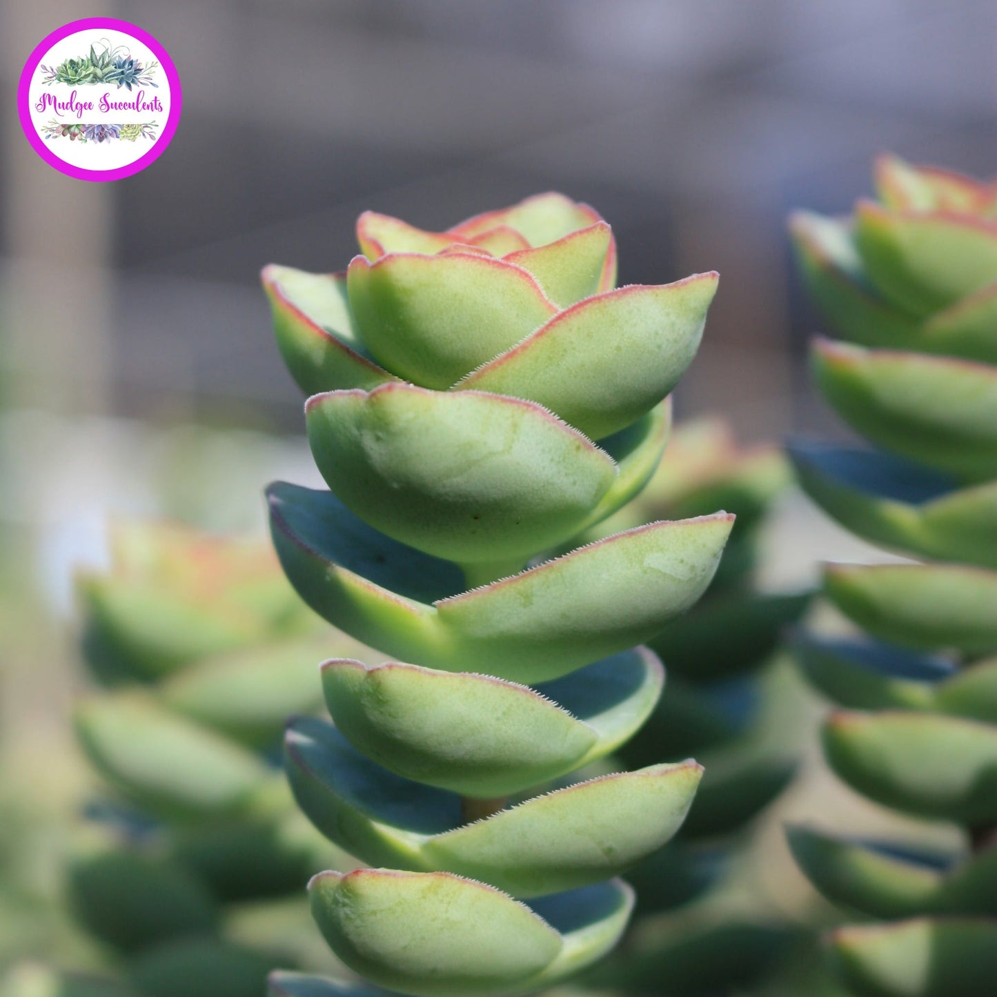 Side view of Crassula perforata ‘Giant Form’ with stacked pale green leaves edged in soft pink.