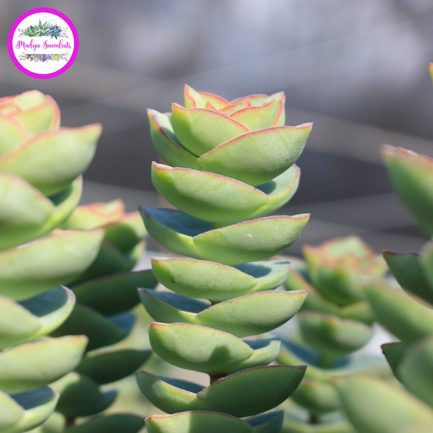 Crassula perforata - Giant Form