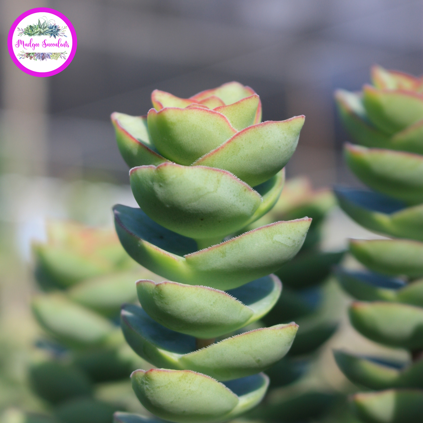 Crassula perforata - Giant Form