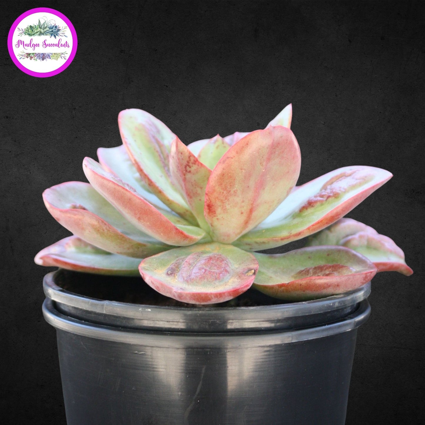 Succulent Plant - Echeveria 'Baron Bold' - Mudgee Succulents Online Shop