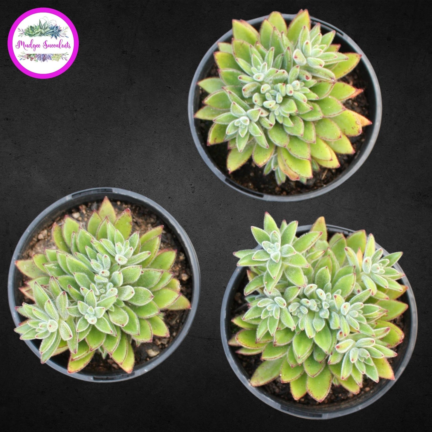 Succulent Plant - Echeveria 'Set-Oliver' - Mudgee Succulents Online Shop