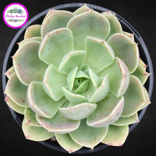 Echeveria 'Beltana'