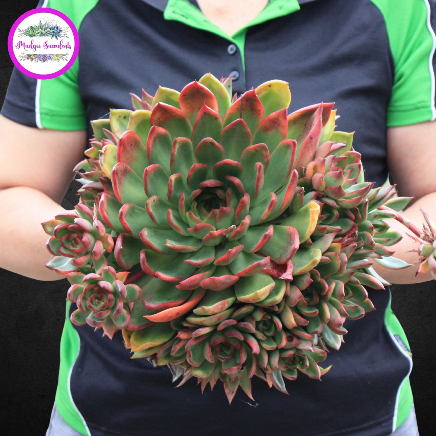 Succulent Plant - Echeveria 'Benimusume'- Mudgee Succulents Online Shop