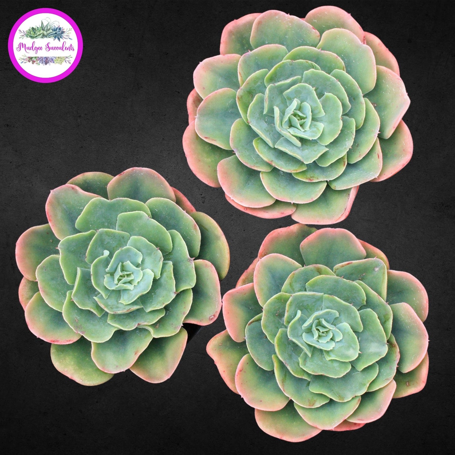 Echeveria 'Blue Horizon' - Mudgee Succulents