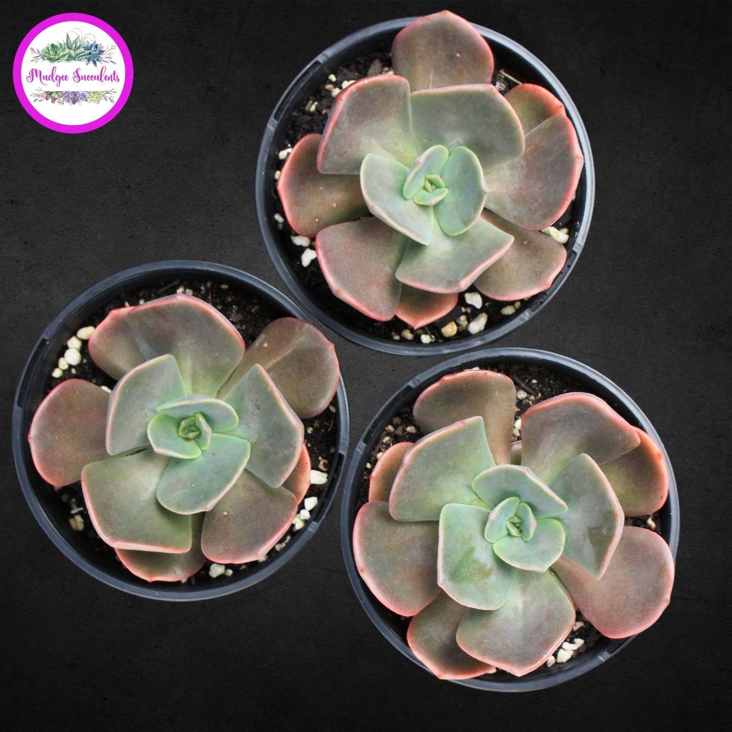 Echeveria 'Blue Metal' - Mudgee Succulents Online Shop