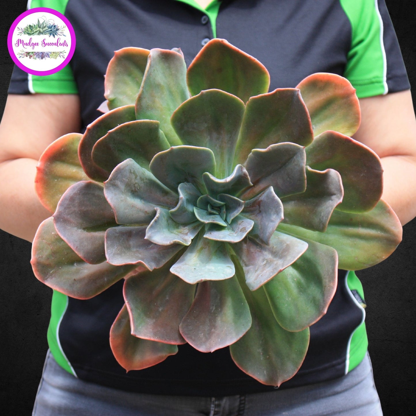 Echeveria 'Blue Metal' - Mudgee Succulents Online Shop