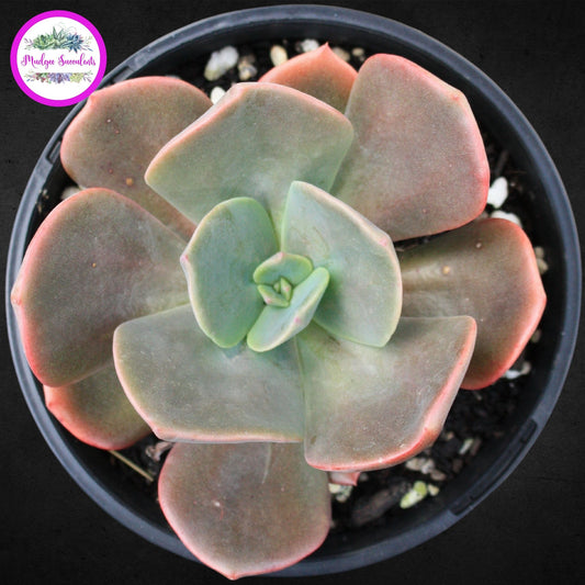 Echeveria 'Blue Metal' - Mudgee Succulents Online Shop