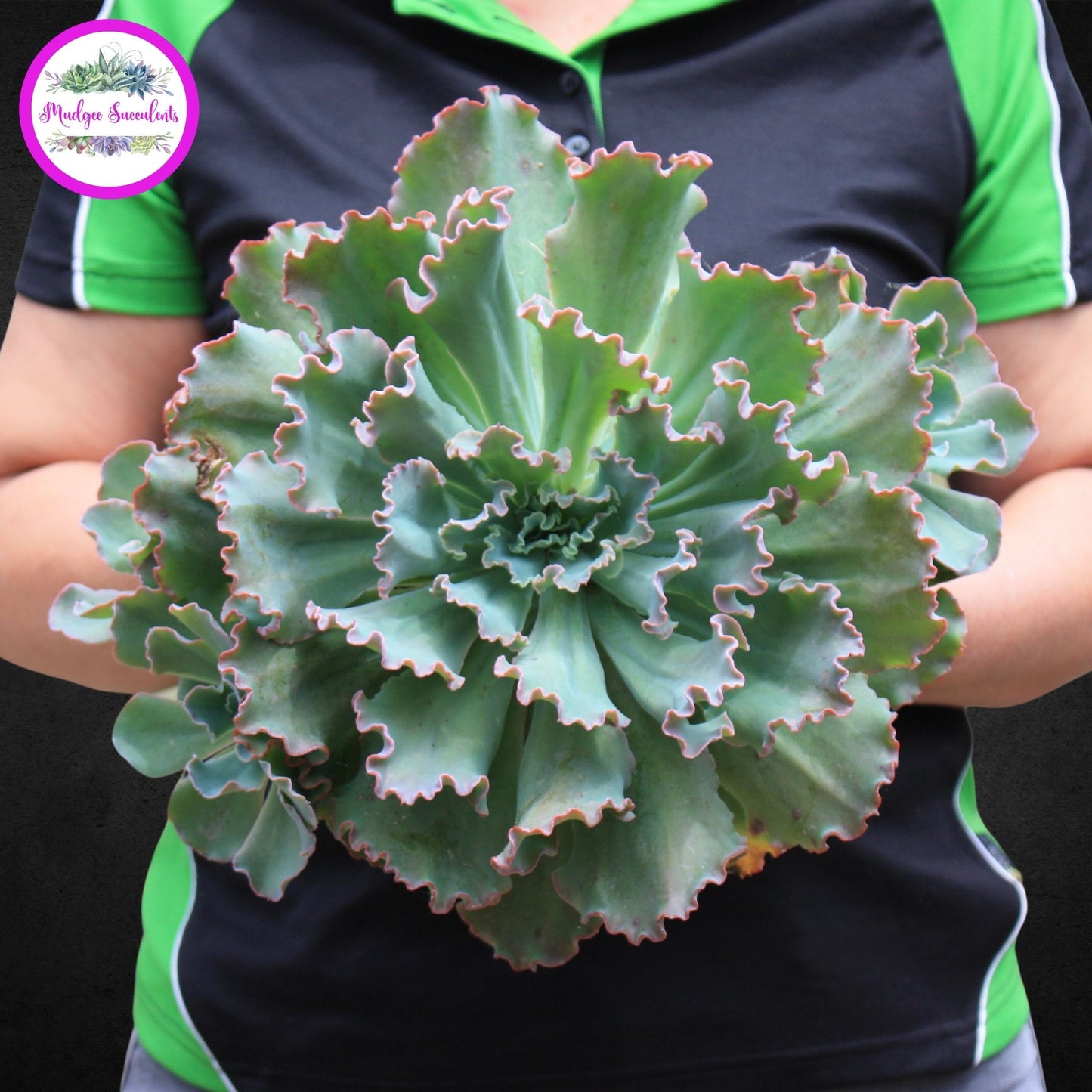 Mudgee Succulents - Echeveria 'Blue Curls' - Mature plant