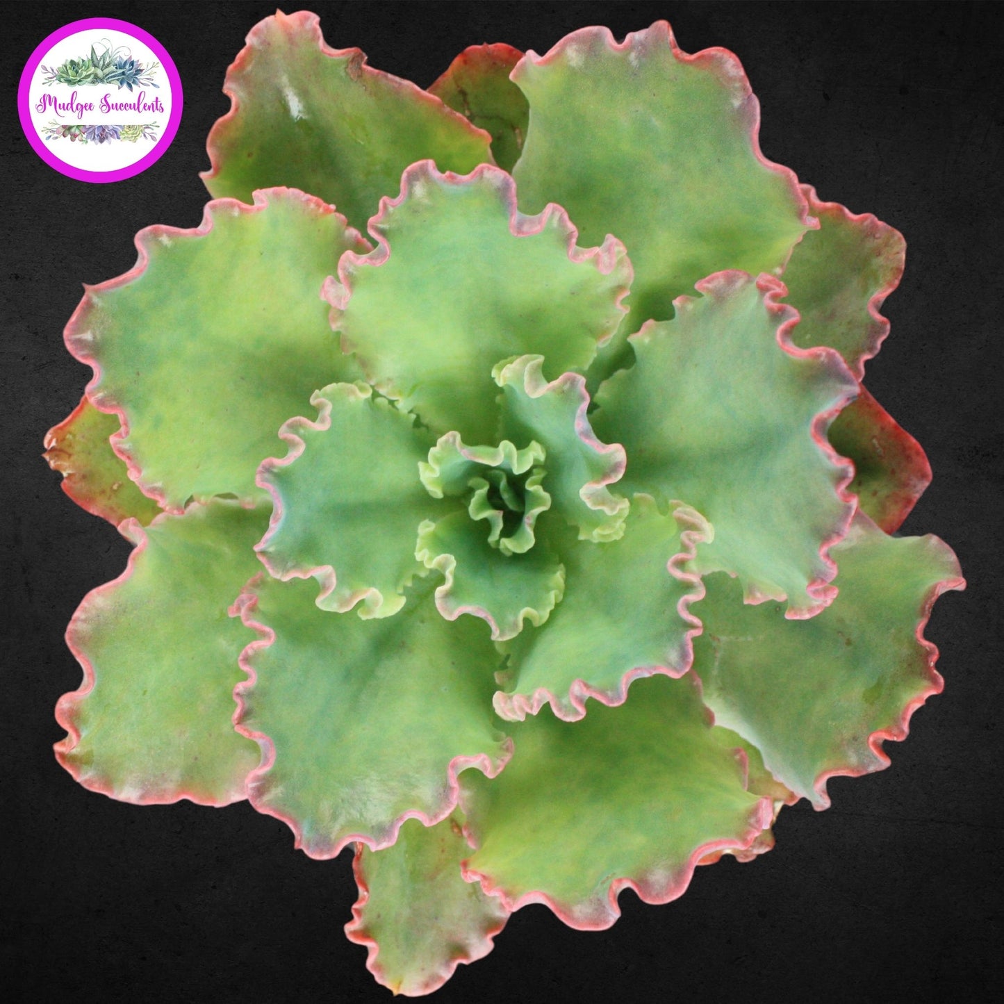 Succulent Plant - Echeveria 'Blue Waves' - Mudgee Succulents