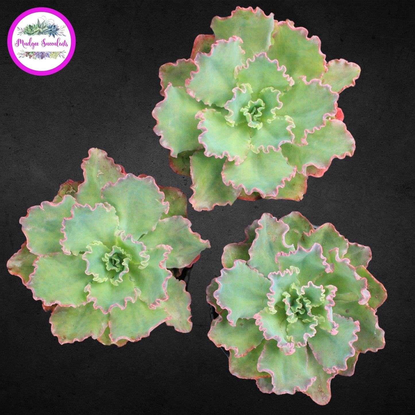 Succulent Plant - Echeveria 'Blue Waves' - Mudgee Succulents