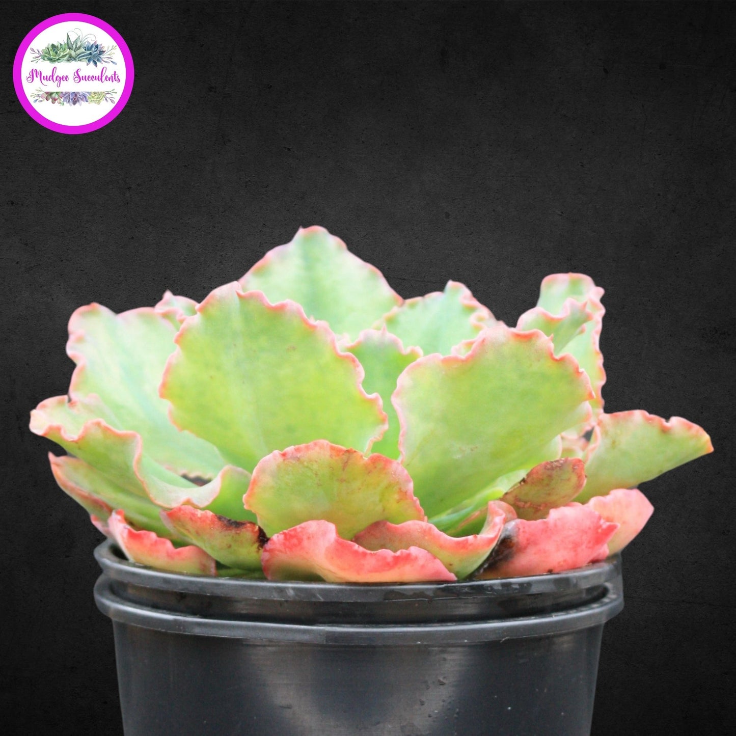 Succulent Plant - Echeveria 'Blue Waves' - Mudgee Succulents