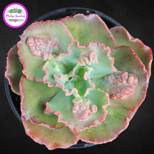 Echeveria "Bumps' Cutting - Mudgee Succulents
