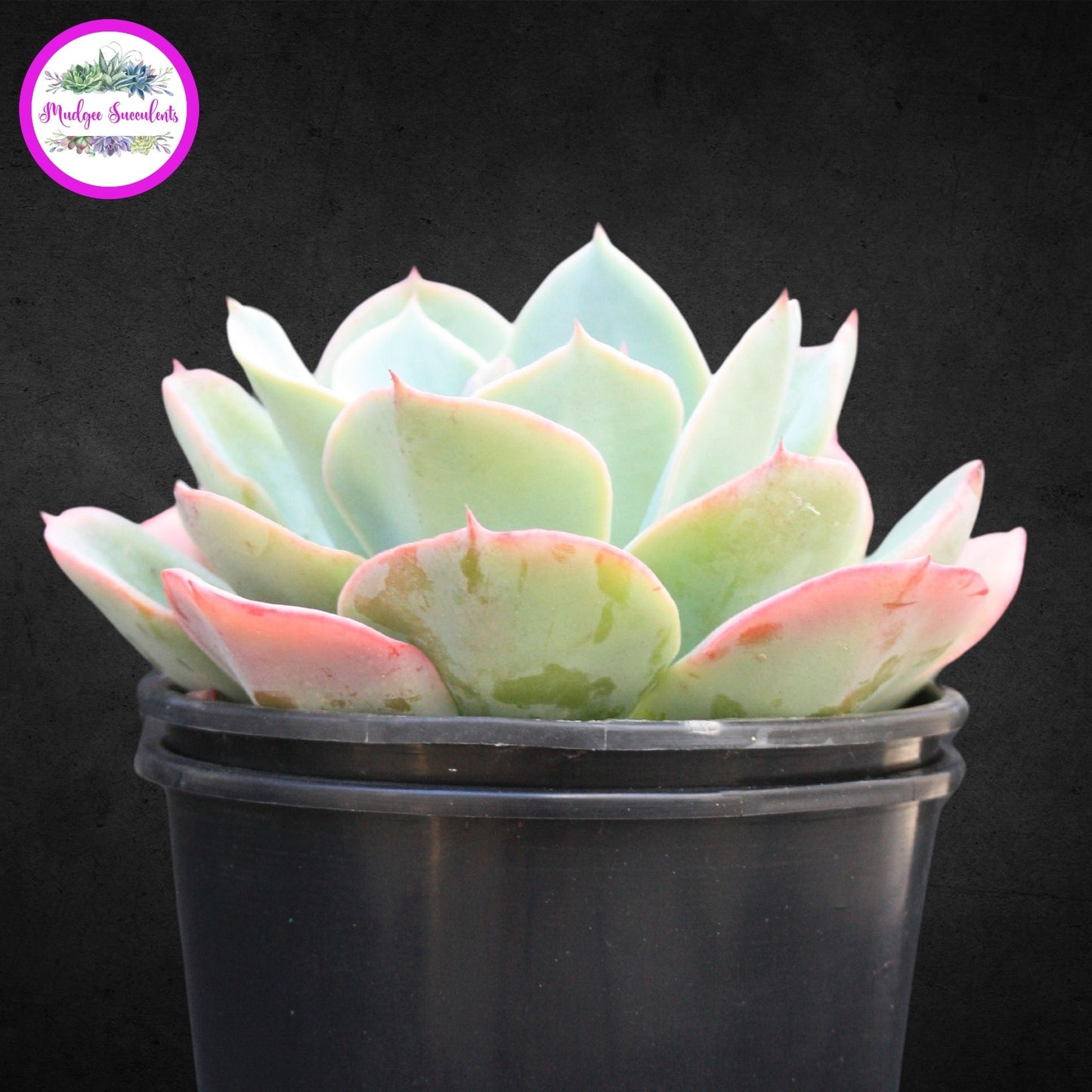 Echeveria 'Cloudburst' - Mudgee Succulents Online Shop