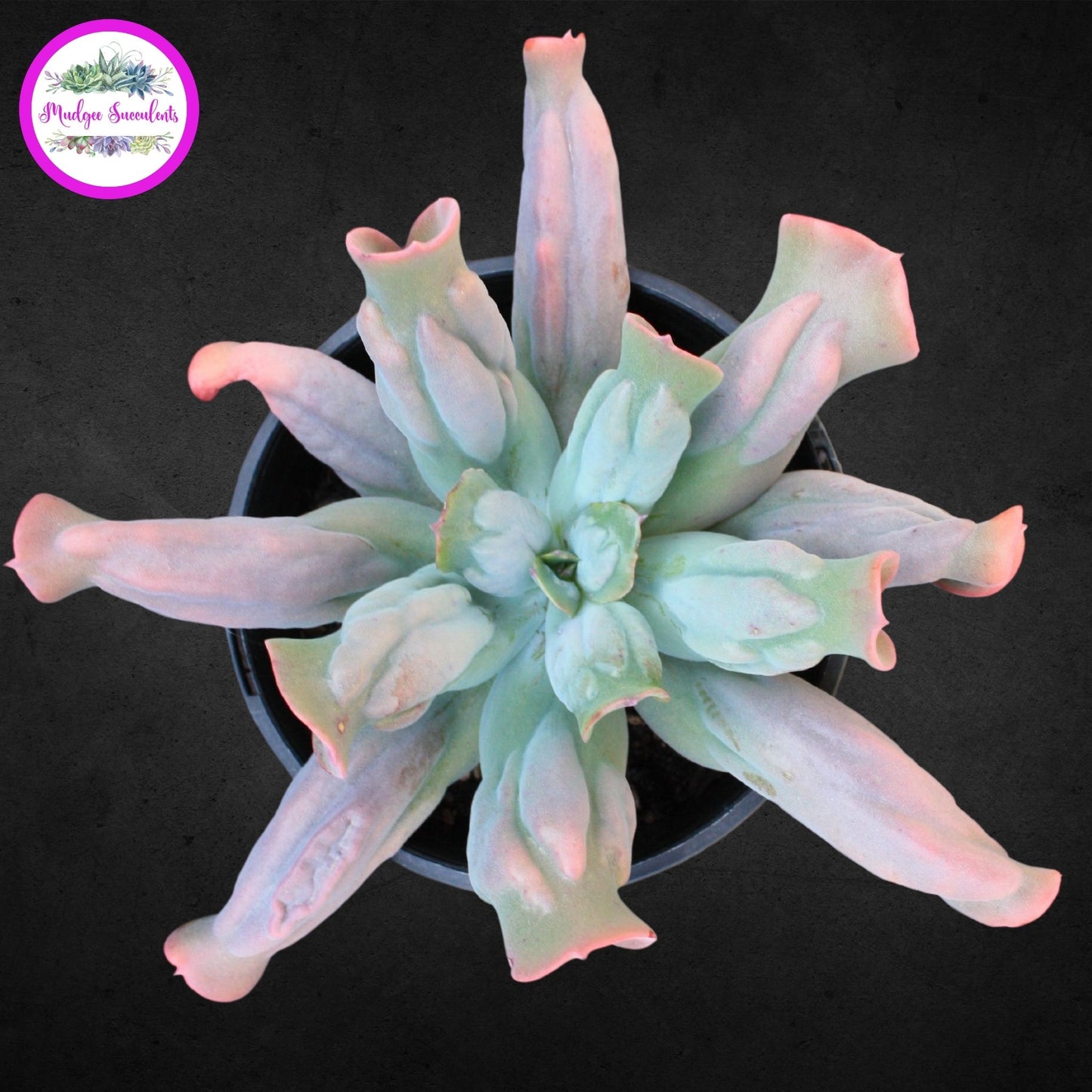 Echeveria 'Culibra' - Mudgee Succulents Online Shop