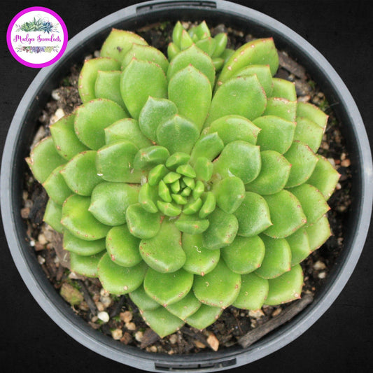 Succulent Plant - Echeveria 'Emerald Ripple' - Mudgee Succulents Online Shop