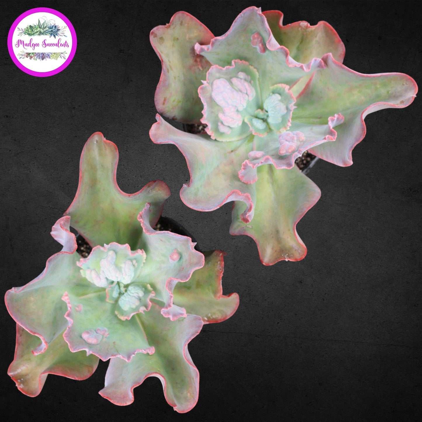 Echeveria 'Etna' - Mudgee Succulents