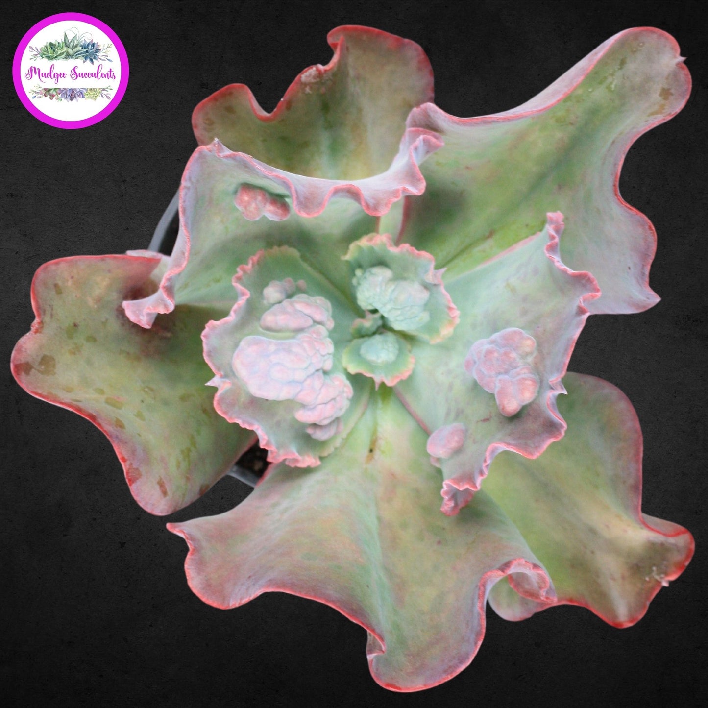 Echeveria 'Etna' - Mudgee Succulents
