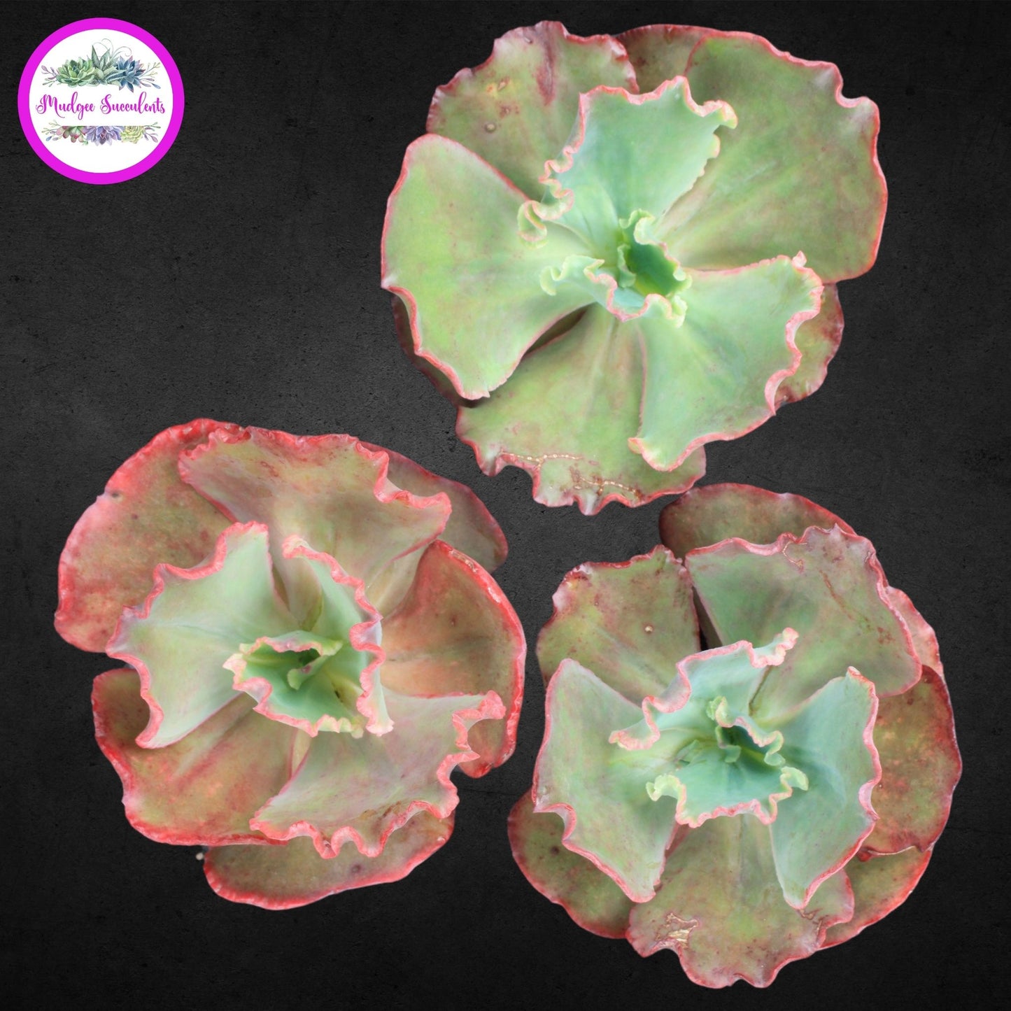 Succulent Plant - Echeveria 'Frills' - Mudgee Succulents