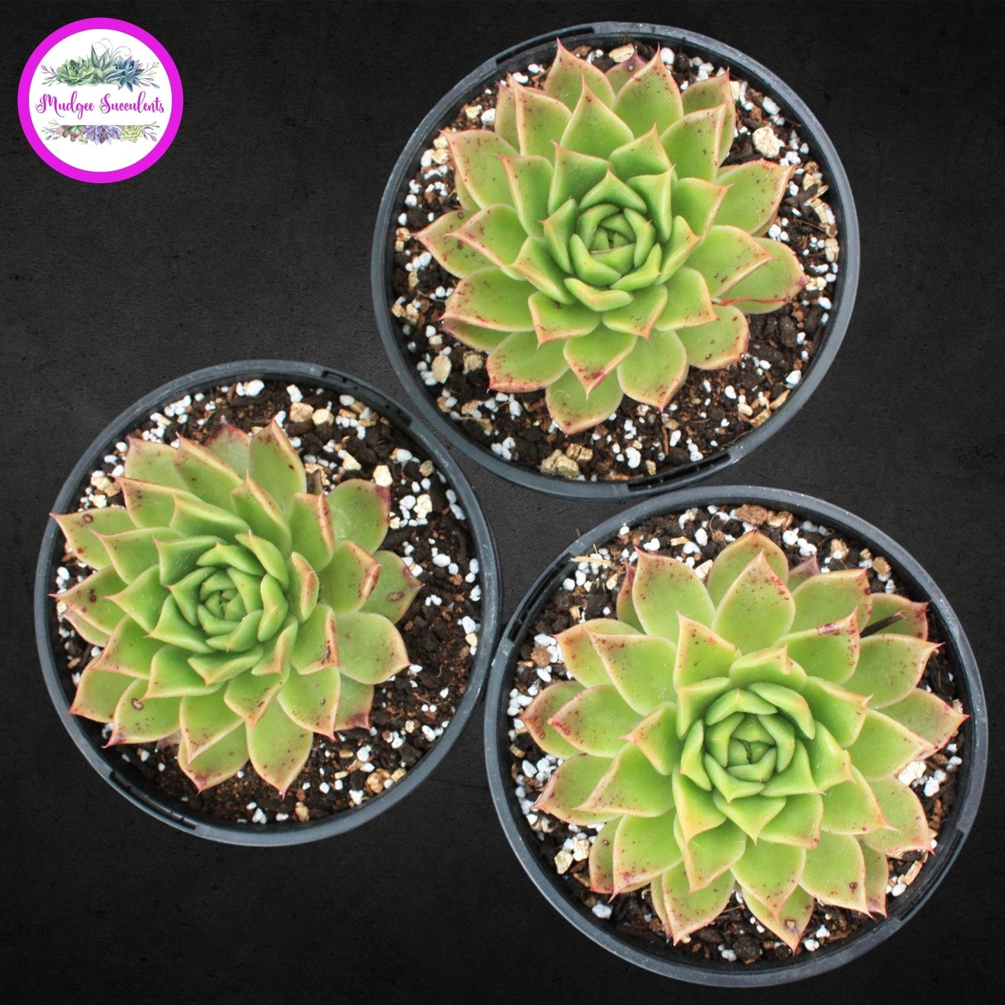 Echeveria 'Gilva' - Mudgee Succulents Online Shop