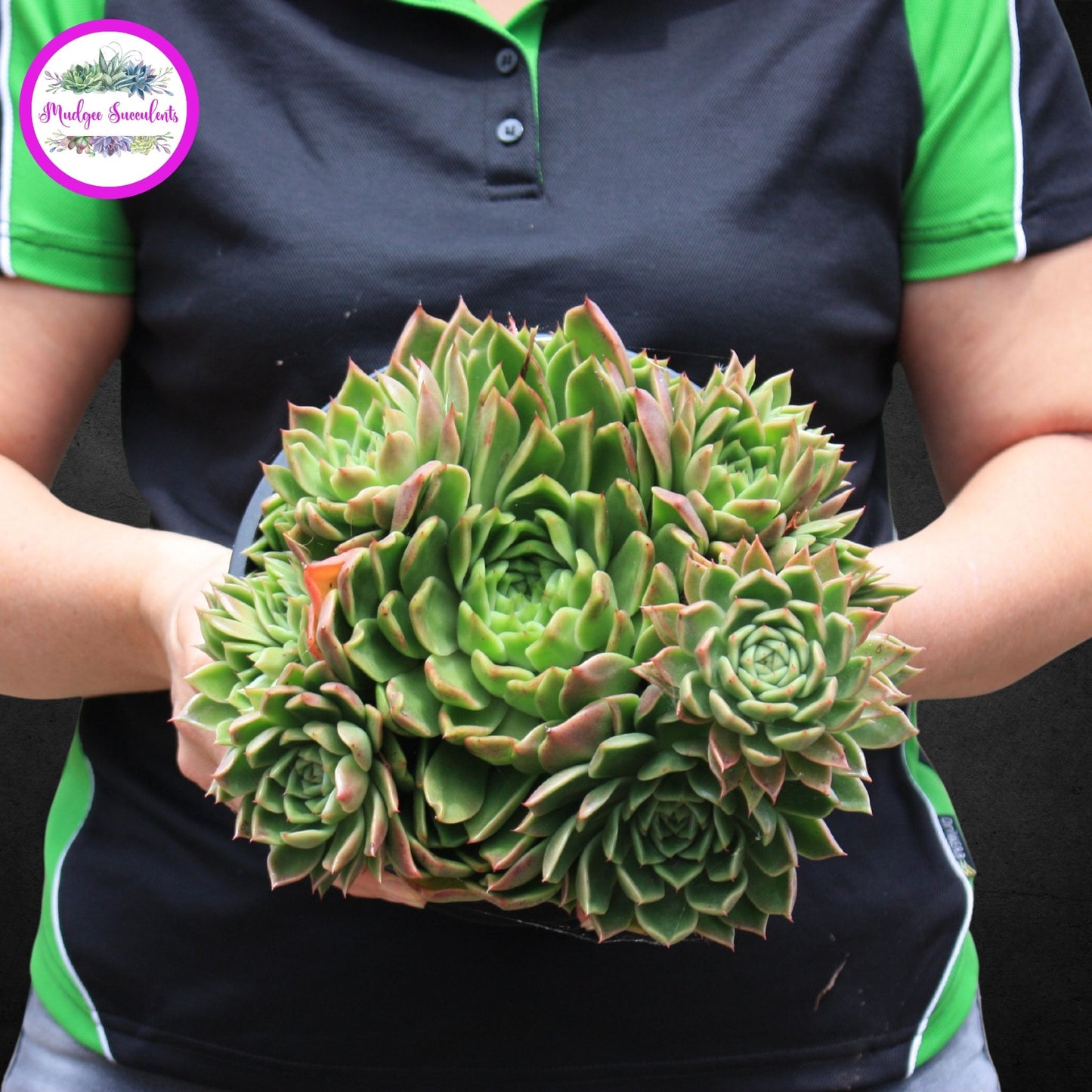 Echeveria 'Gilva' - Mudgee Succulents Online Shop