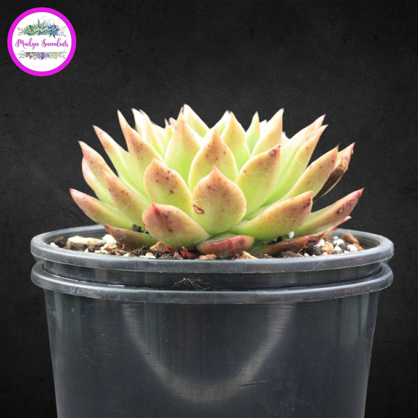 Echeveria 'Gilva' - Mudgee Succulents Online Shop