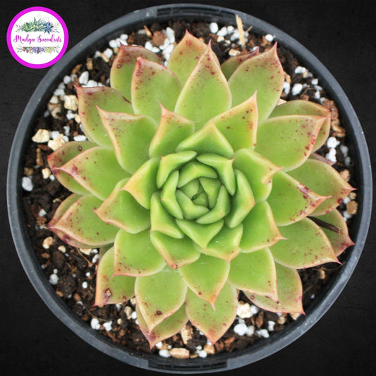 Echeveria 'Gilva' - Mudgee Succulents Online Shop