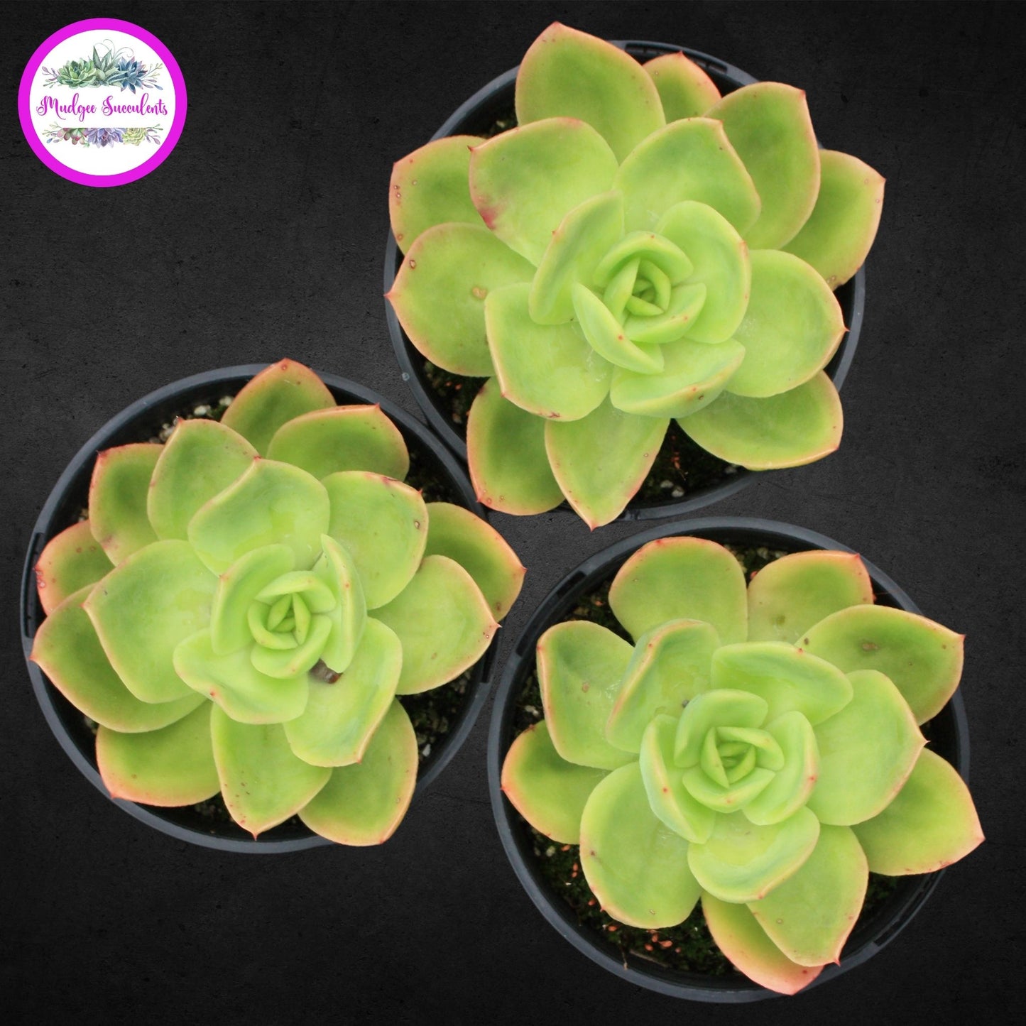 Echeveria 'Golden Glow' - Mudgee Succulents Online Shop