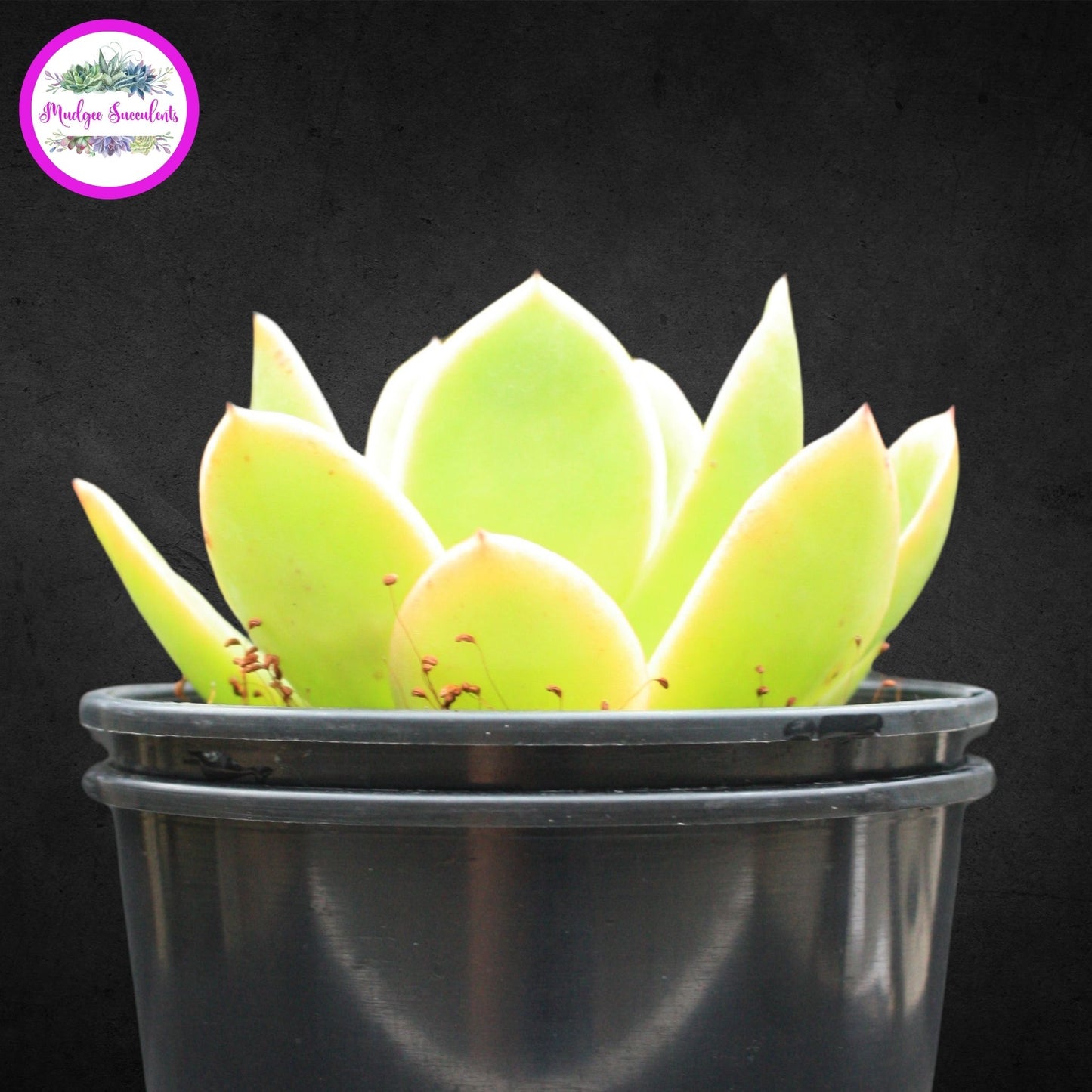 Echeveria 'Golden Glow' - Mudgee Succulents Online Shop