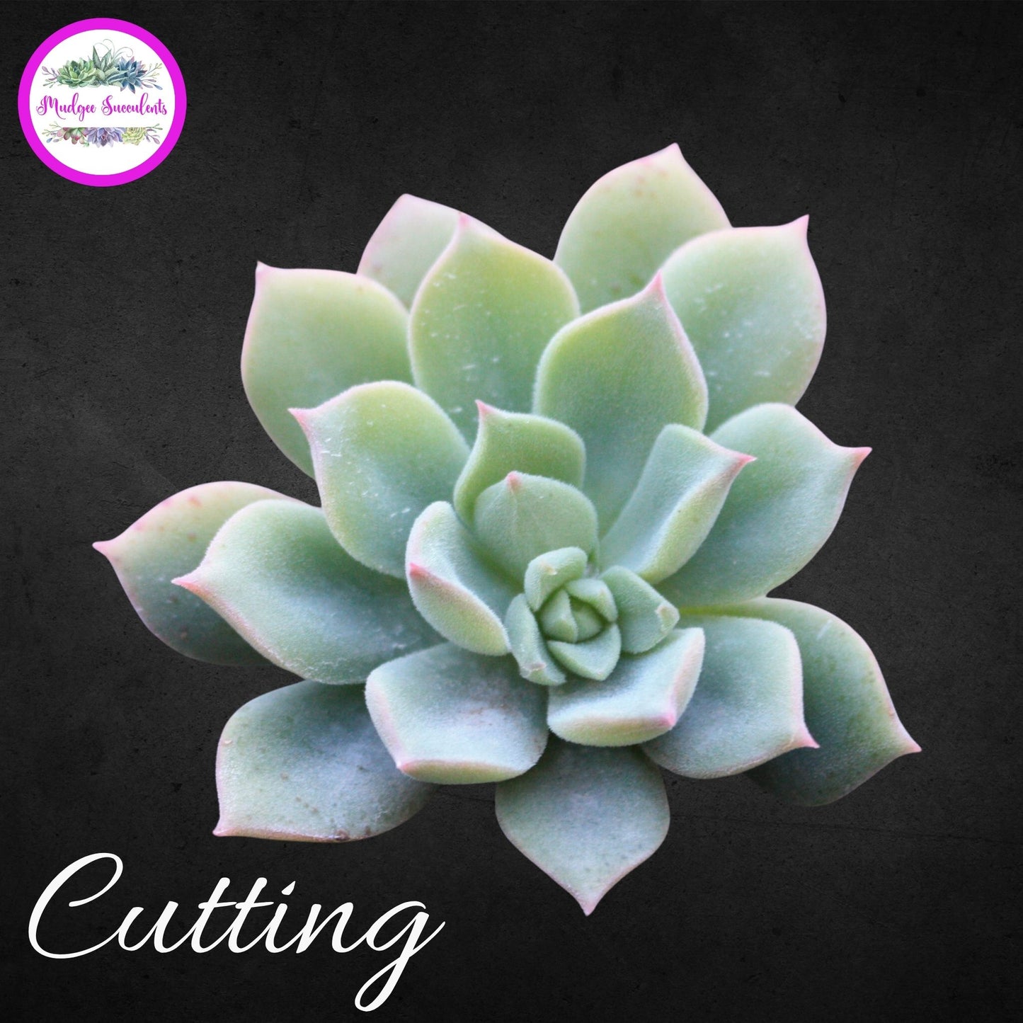 Succulent Plant - Echeveria ‘Graessneri’ - Mudgee Succulents Online Shop