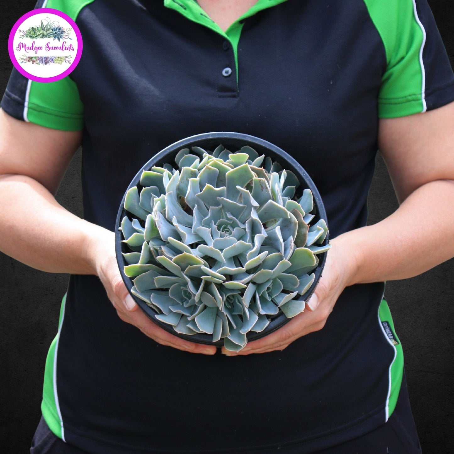 Echeveria 'Gunsyn' - Mudgee Succulents Online Shop
