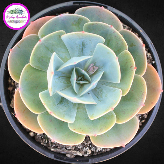 Succulent Plant - Echeveria 'Imbricata' - Mudgee Succulents Online Shop