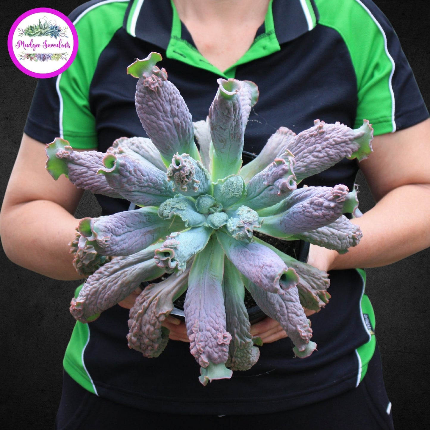 Echeveria 'Linguas' - Mudgee Succulents Online Shop
