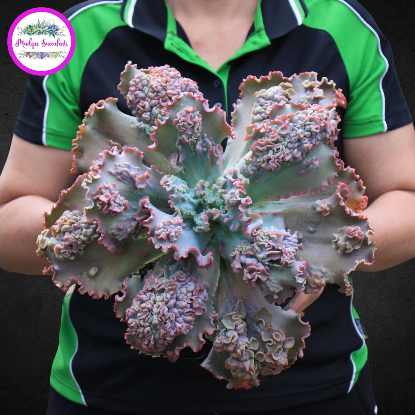 A Photo of a mature succulent plant - Echeveria 'Marjorie Pogue' - Mudgee Succulents Online Shop
