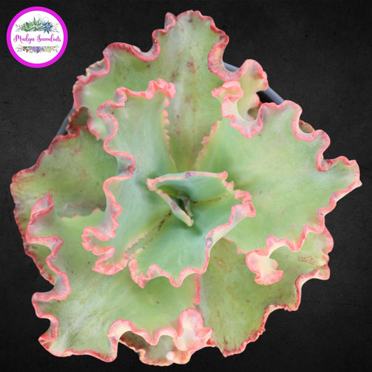 A photo of a succulent plant - Echeveria 'Marjorie Pogue' - Mudgee Succulents Online Shop