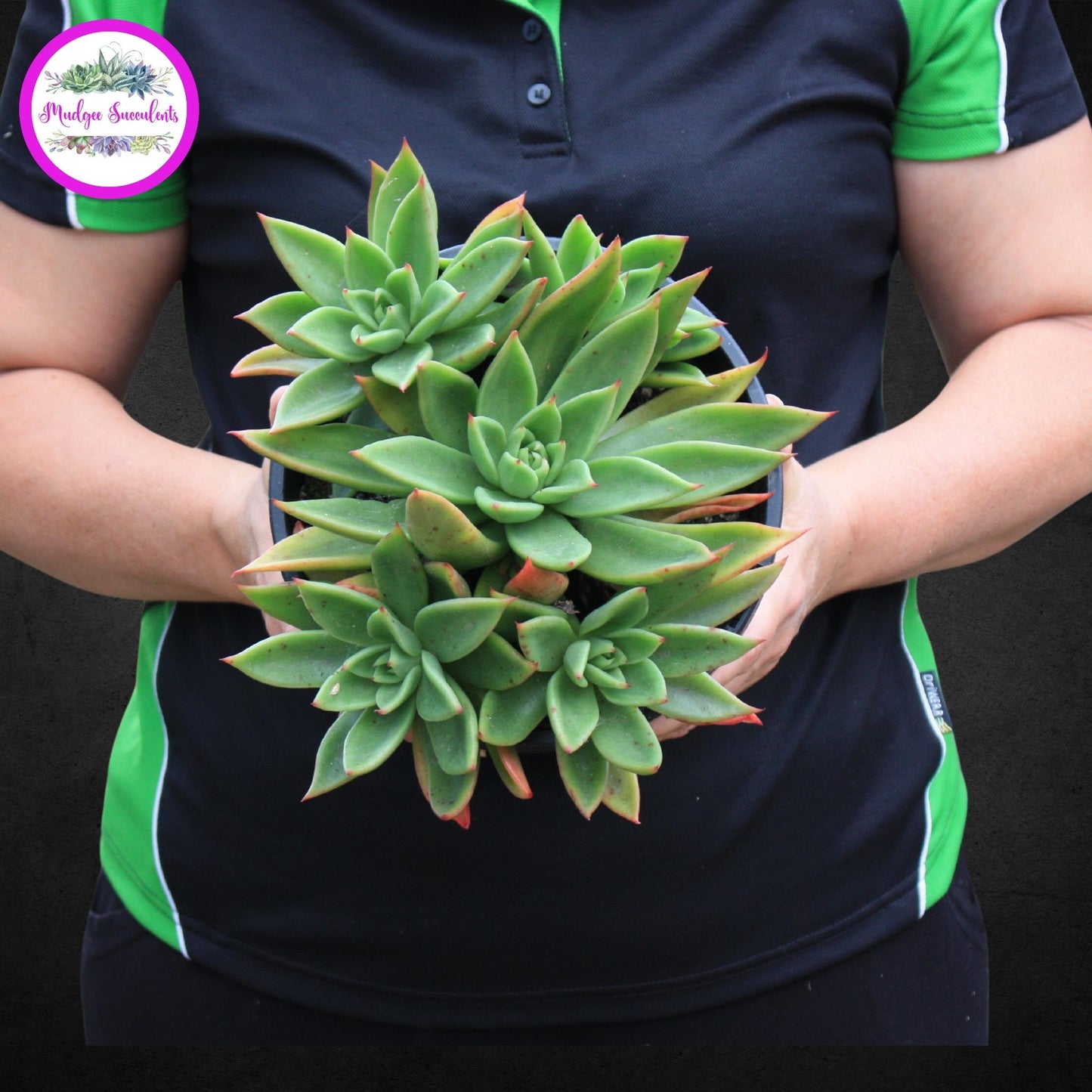 Mature Succulent Plant - Echeveria 'Martin' - Mudgee Succulents Online Shop
