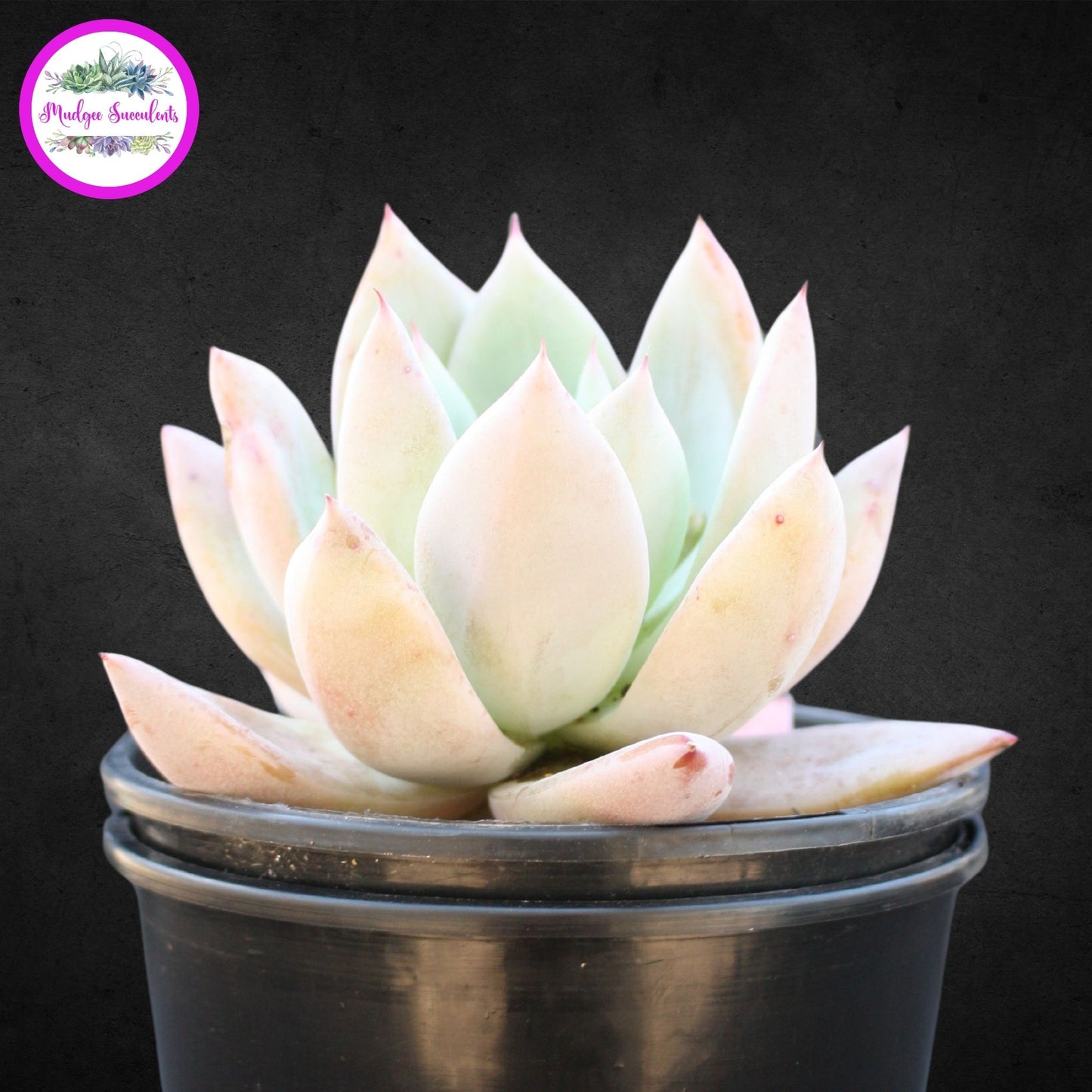 Succulent Plant - Echeveria 'Mexican Giant' - Mudgee Succulents Online Shop