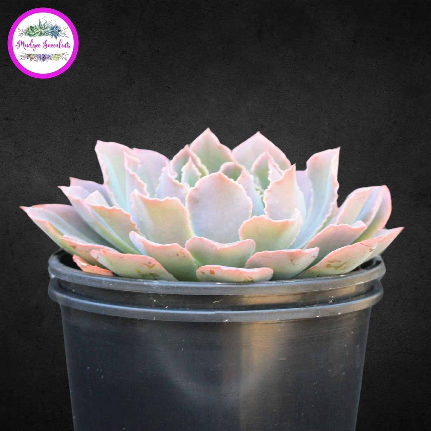 Echeveria 'Neon Breakers' - Mudgee Succulents Online Shop