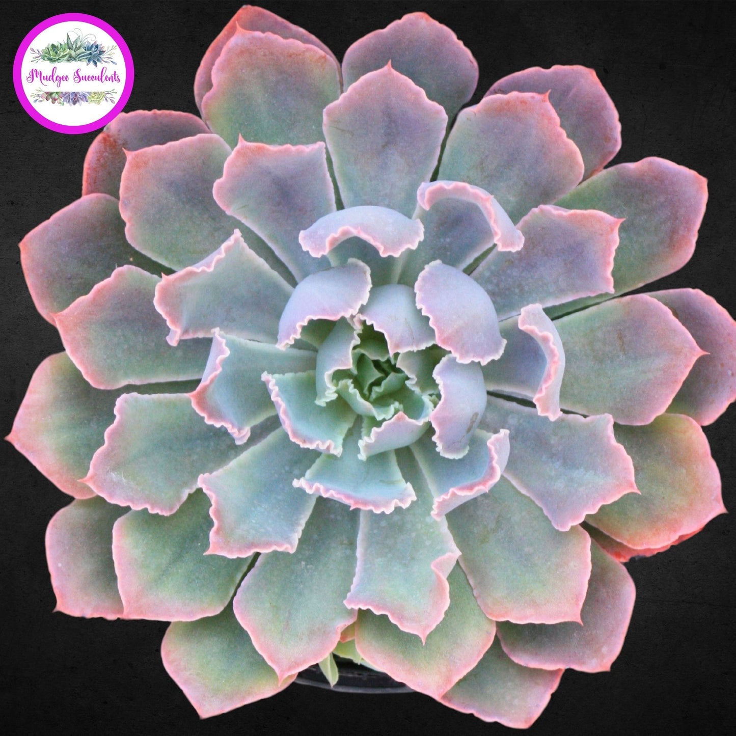 Echeveria 'Neon Breakers' - Mudgee Succulents Online Shop