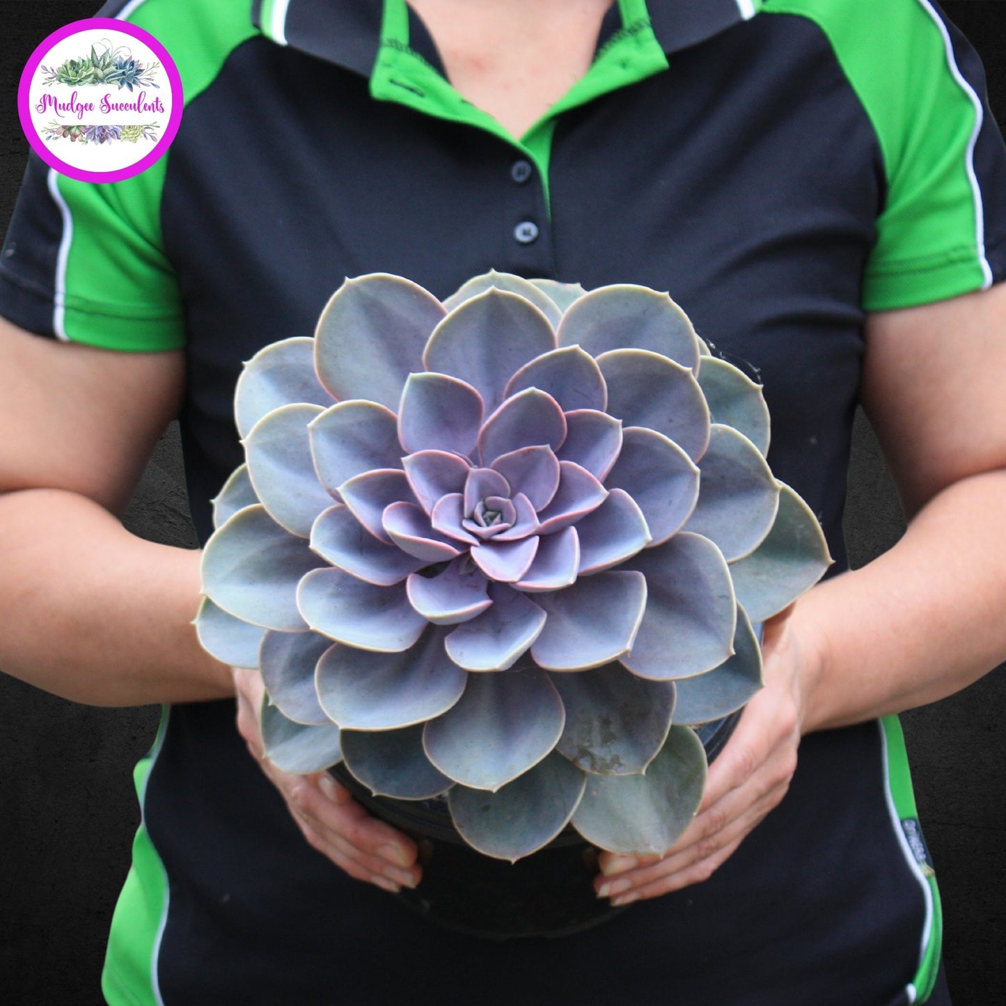 Succulent Plant - Echeveria 'Perle von Nurnberg’ - Mudgee Succulents