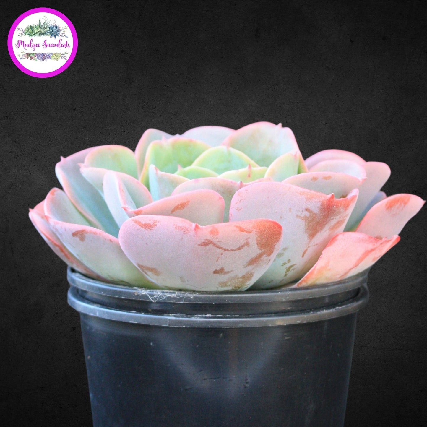 Succulent Plant - Echeveria 'Pink Edge' - Mudgee Succulents Online Shop