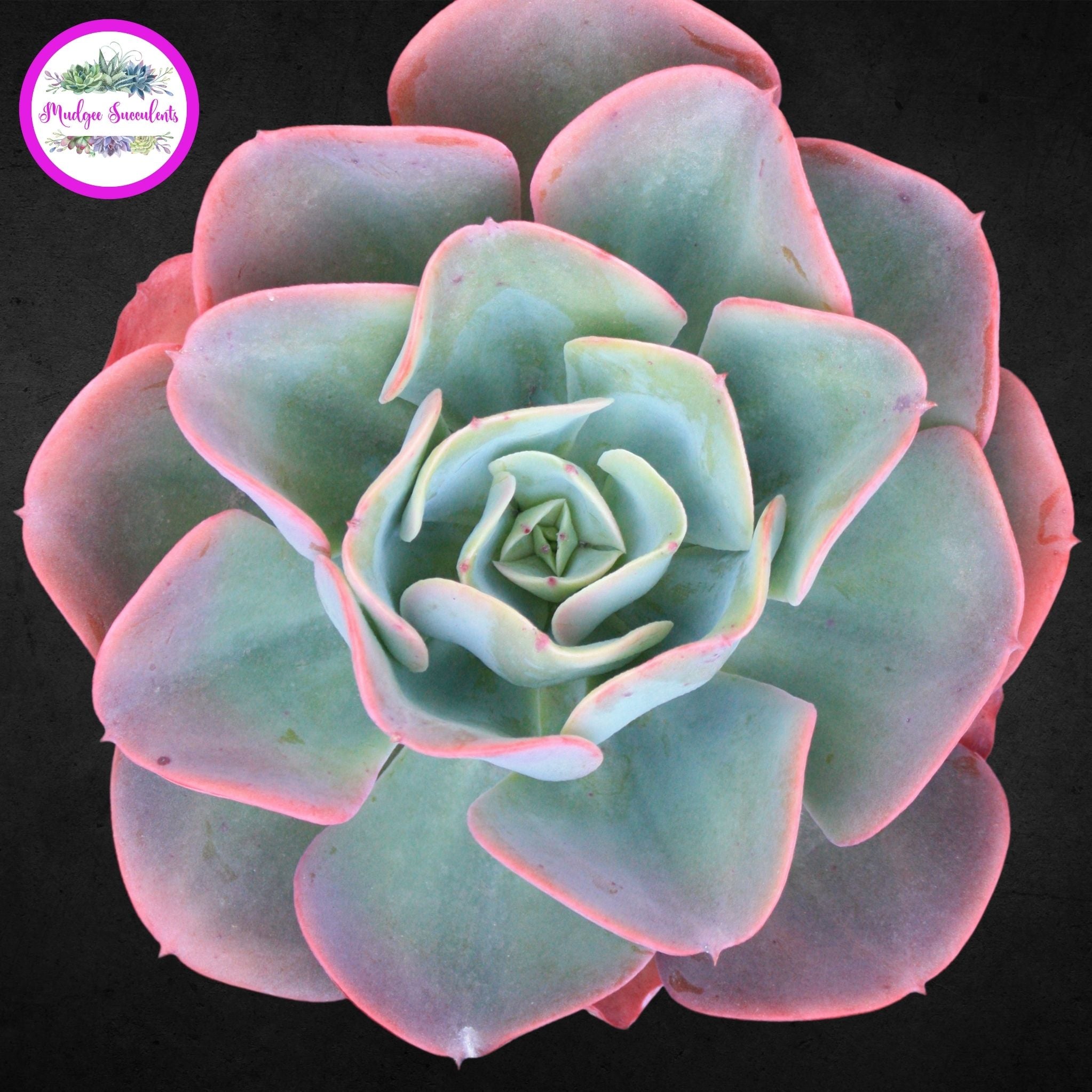 succulent with pink edges Echeveria 'Pink Edge' | Mudgee Succulents