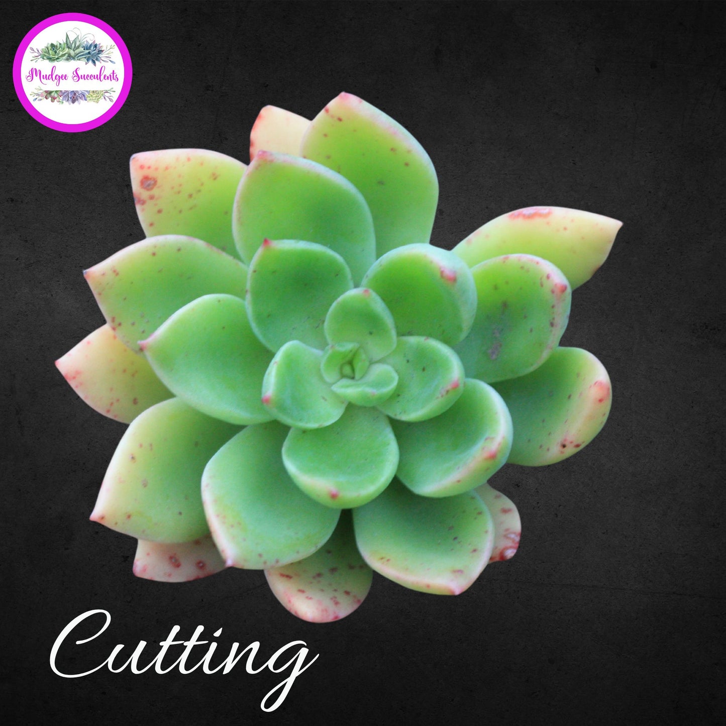 Succulent Cutting - Echeveria ‘Poltava’ - Mudgee Succulents Online Shop