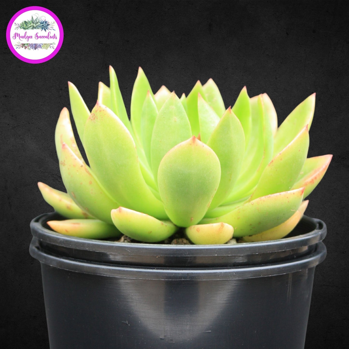 Succulent Plant - Echeveria ‘Poltava’ - Mudgee Succulents Online Shop