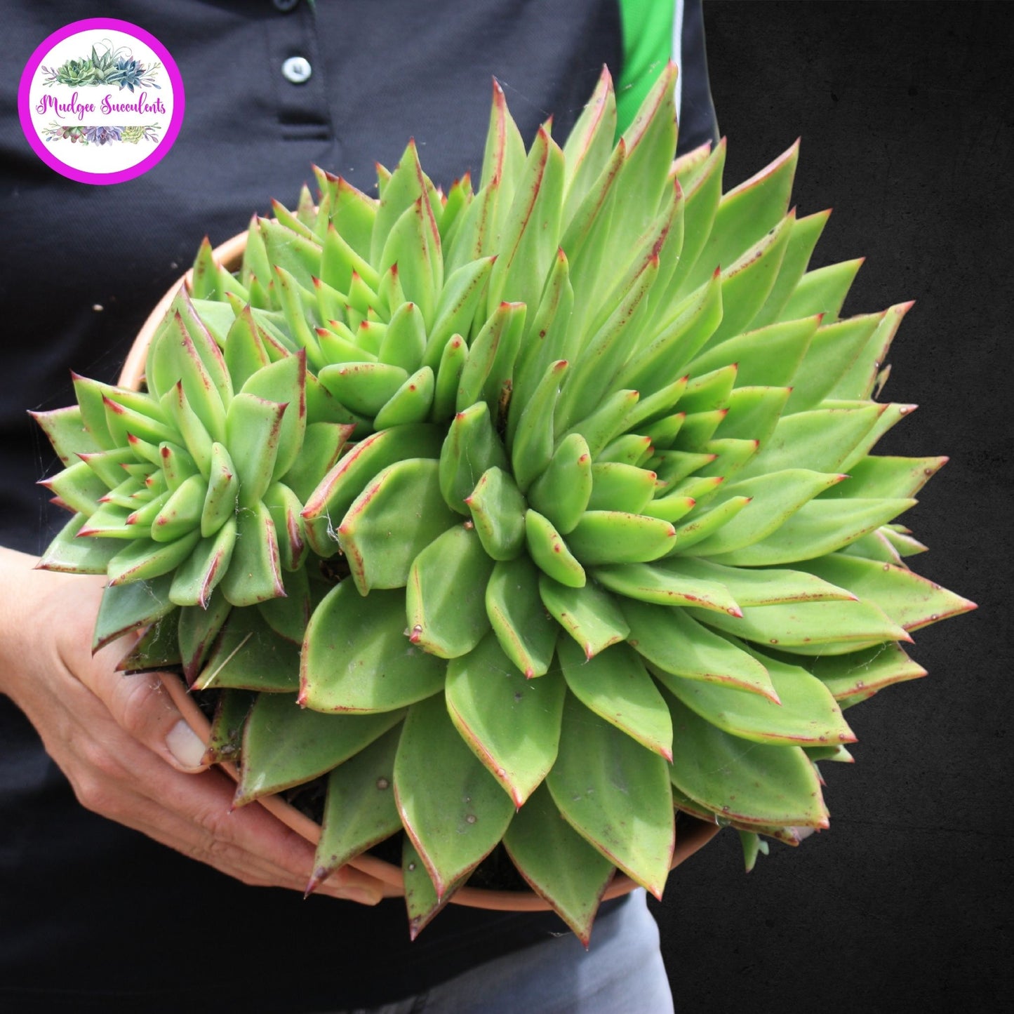 Succulent Plant - Echeveria agavoides 'Red Edge' - Mudgee Succulents Online Shop
