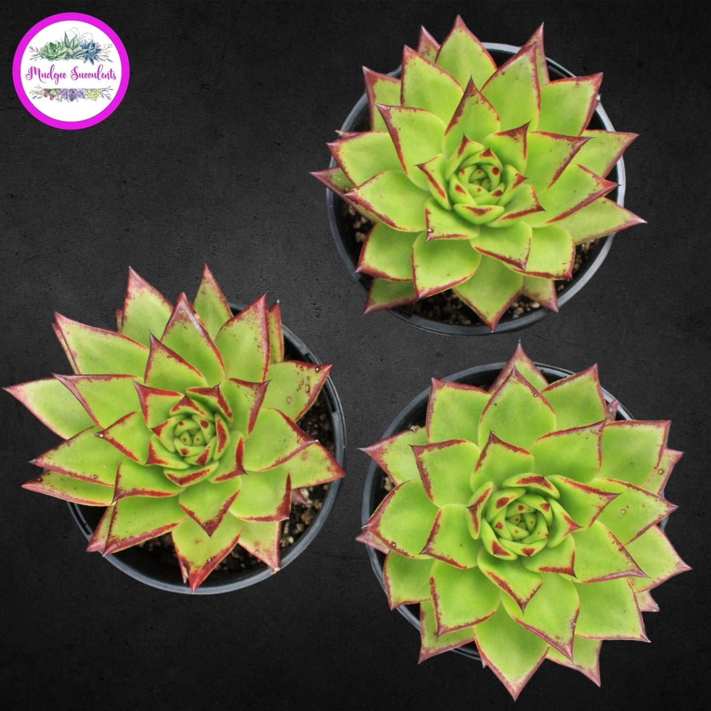 Succulent Plant - Echeveria agavoides 'Red Edge' - Mudgee Succulents Online Shop