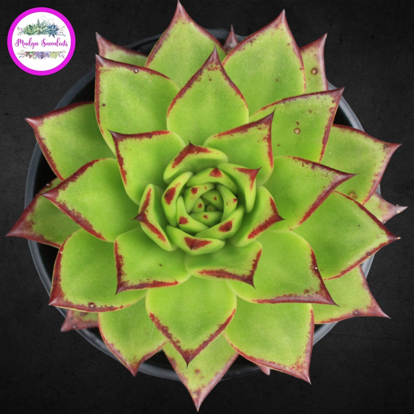 Succulent Plant - Echeveria agavoides 'Red Edge' - Mudgee Succulents Online Shop