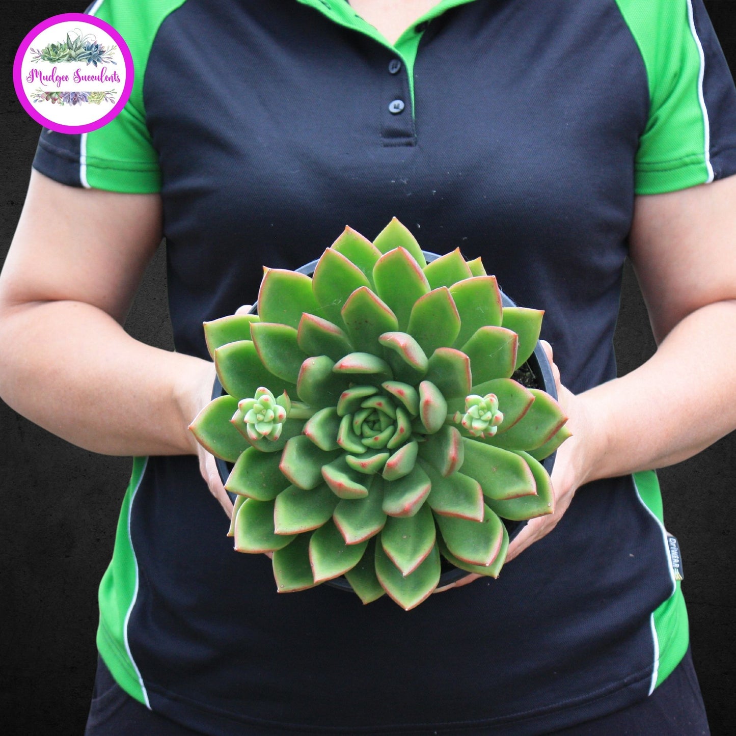 Echeveria ‘Red Top’ - Mudgee Succulents Online Shop